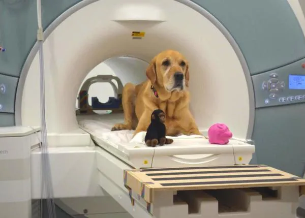 Los perros procesan de manera opuesta a los humanos las palabras conocidas y desconocidas