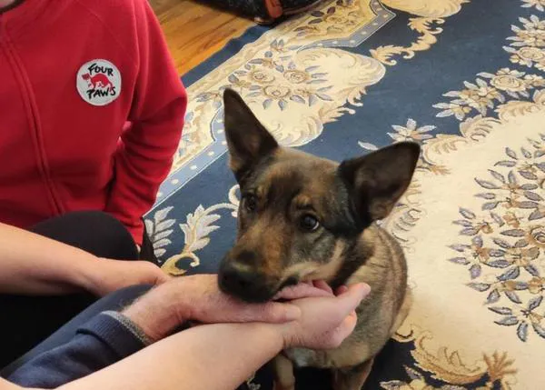 La perra de la calle convertida en perra de intervención asistida que ayuda a los refugiados en Ucrania