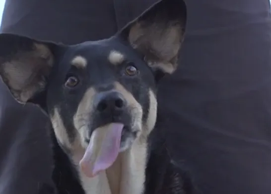 Imán para lenguetazos caninos: la mantequilla de cachahuete