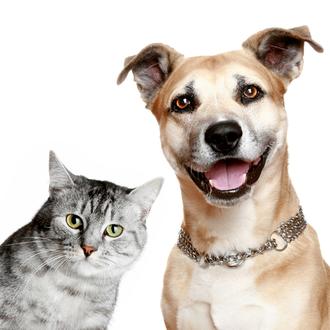 Amigos como perros y gatos: un vídeo explicativo (genial)