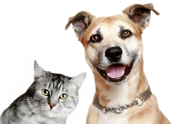 Amigos como perros y gatos: un vídeo explicativo (genial)