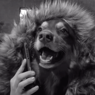 Adele también emociona a los perros: Hello se convierte en …