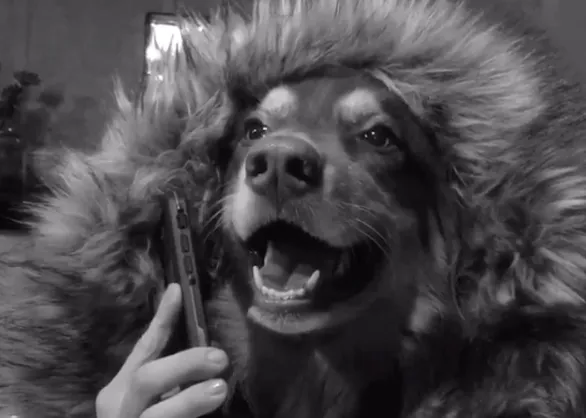 Adele también emociona a los perros: Hello se convierte en hit perruno
