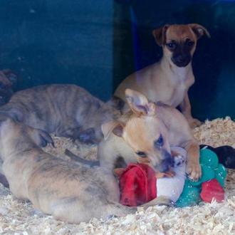 Decomiso de más de 200 cachorros de raza: las protectoras …