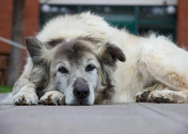 El duelo por un perro es similar para las familias, independientemente de si muere por causas naturales o por eutanasia