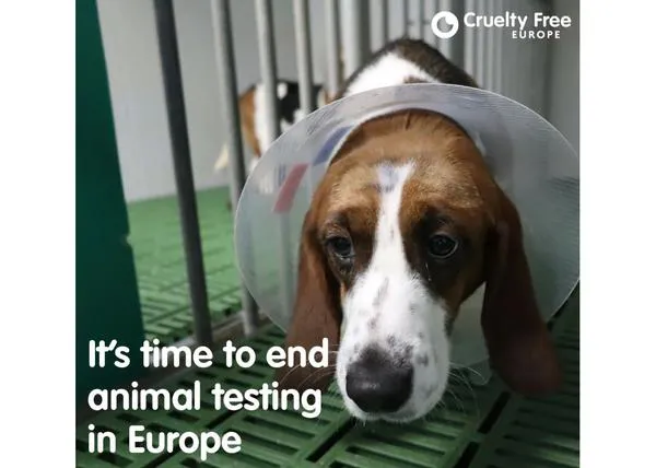 España NO suma suficientes firmas en la iniciativa para acabar con los ensayos en animales con fines cosméticos en la UE