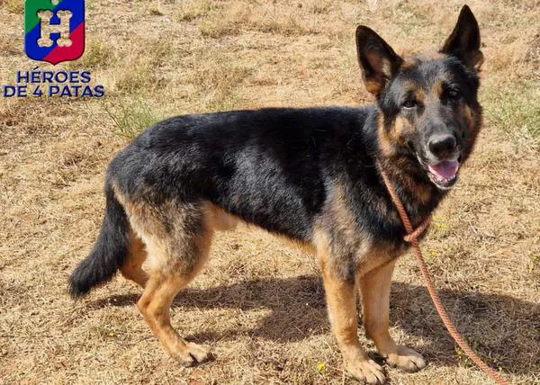 ¿Qué es la adopción responsable? Lo contrario a lo que le pasó a Coco, devuelto a los 6 días ¡por ser grande!