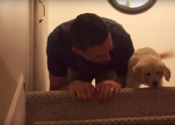 El primer descenso de escaleras de varios cachorrotes, con ayuda humana o canina: vídeos que derriten corazones