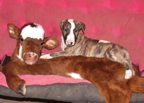 Amistades (im)probables y del todo adorables: la mini vaca rescatada y los perros de un santuario animal