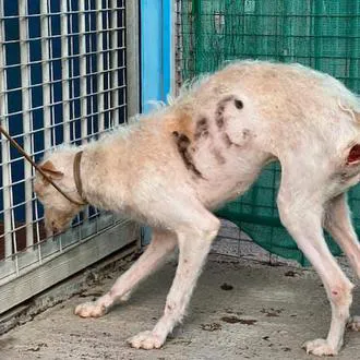 Emperador Antemano Paternal El perro más flaco del mundo" se recupera y acompaña a sus humanos al altar Emperador Antemano Paternal El perro más flaco del mundo" se recupera y acompaña a sus humanos al altar