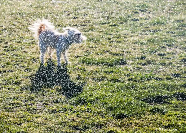 Consulta pública para la elaboración del reglamento de la Ley de Bienestar Animal