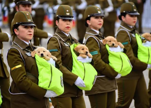 Los cachorros de la unidad canina de Carabineros de Chile, los más aplaudidos en un desfile militar