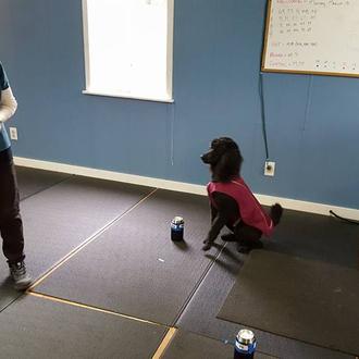 Los perros contra el Parkinson: son capaces de 