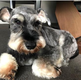 Prohibido prohibir a los perros en los apartamentos de Sidney …