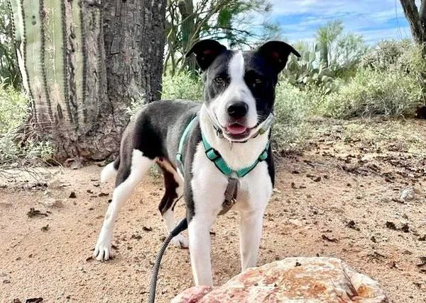 Una semana en una casa de acogida tiene beneficios dramáticos para perros de protectora -y su estrés no aumenta al regresar