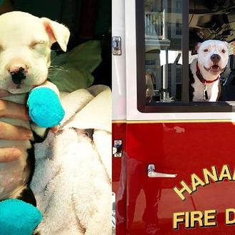 Un cachorro rescatado de un incendio se convierte en bombero …