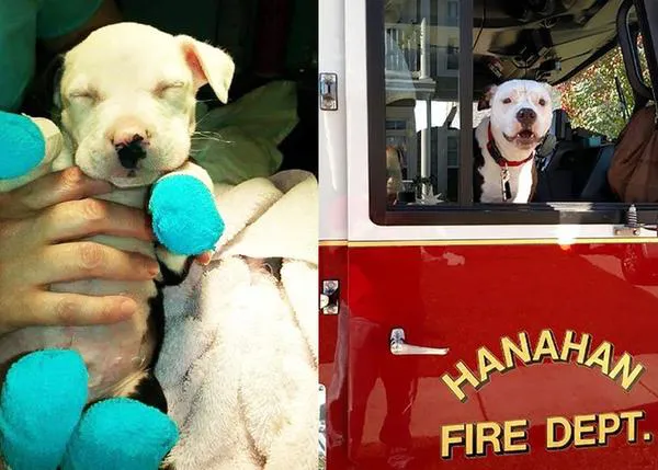 Un cachorro rescatado de un incendio se convierte en bombero honorario