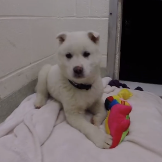 ¿Cuánto tarda en aprender a jugar un perro que ha …