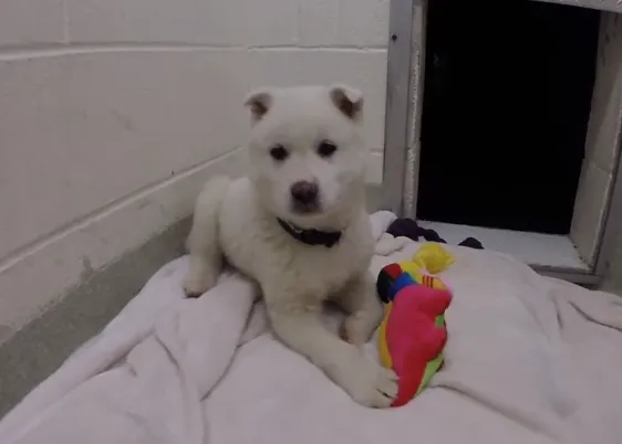 ¿Cuánto tarda en aprender a jugar un perro que ha vivido siempre en una jaula?