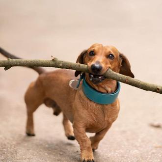 El distanciamiento social demostrado por perros
