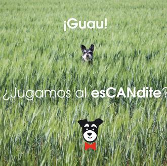 Actividades divertidas para humanos y perros: el esCANdite... jugar al …