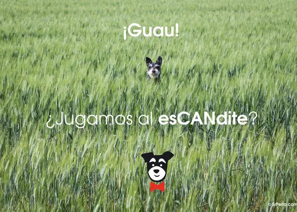 Actividades divertidas para humanos y perros: el esCANdite... jugar al escondite