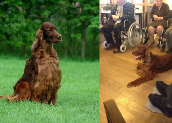 Un perro muere envenenado en la mayor exposición canina del mundo