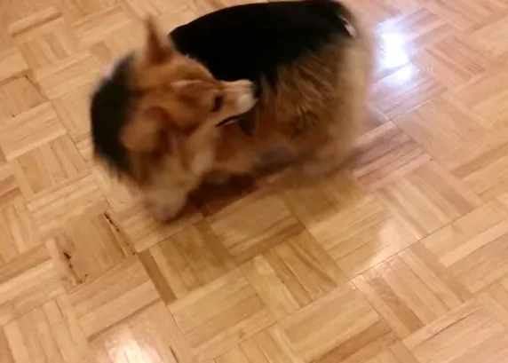 Los problemas de una Corgi para zamparse una chuche... que se le pegó al culo