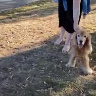 El momento que un perro ciego reconoce a su humano …
