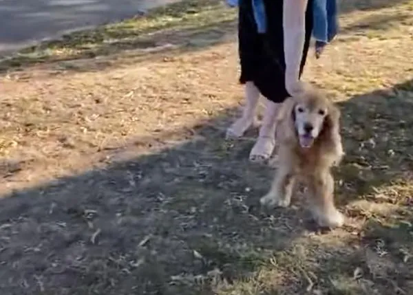 El momento que un perro ciego reconoce a su humano... ¡ese momentazo!