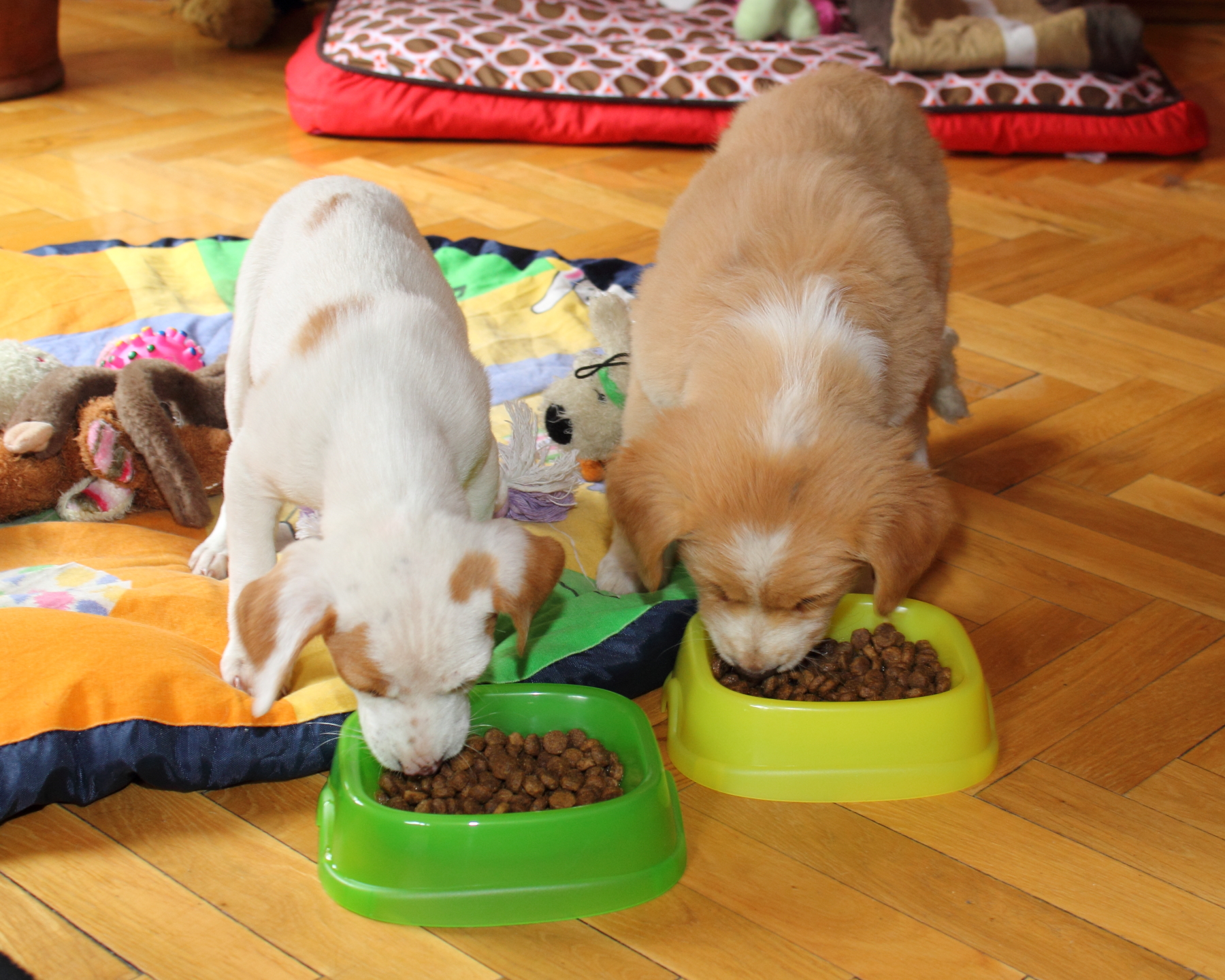 intervalo de horas para la comida de un perro intervalo de horas para la comida de un perro