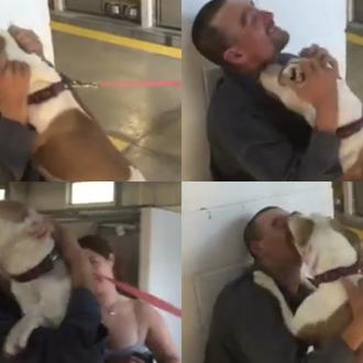 La felicidad contagiosa de los perros cuando se reencuentran con …