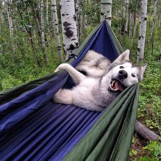 Las aventuras de Loki, una belleza de can que disfruta …