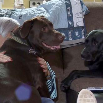 Salvada por sus perras: una cámara graba a dos labradores …