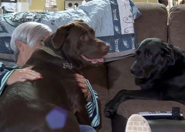 Salvada por sus perras: una cámara graba a dos labradores corriendo a por ayuda al ver a su dueña inconsciente