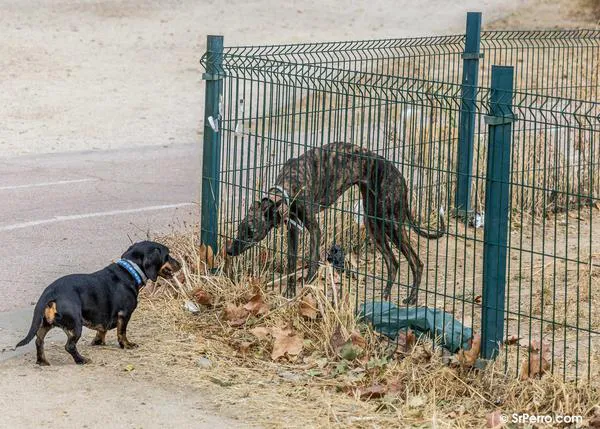 La influencia del vínculo afectivo sobre el comportamiento de un perro no es igual si es un can adoptado, un perro de terapia o comprado