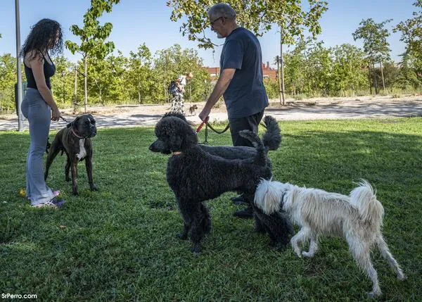 Seguros, veterinario y educación canina: así puede afectar a los perros la crisis del coste de la vida