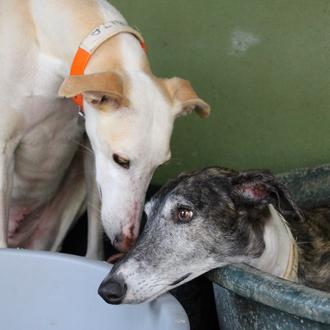 Fundación Benjamín Mehnert: la tabla de salvación para miles de …