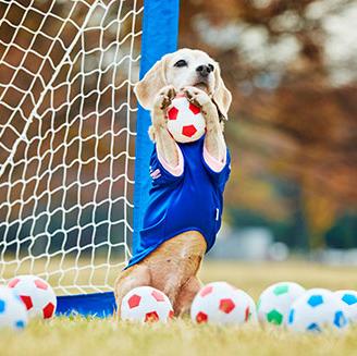 La perra con más arte para atrapar pelotas ¡atrapa dos …