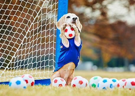 La perra con más arte para atrapar pelotas ¡atrapa dos récord Guinness!