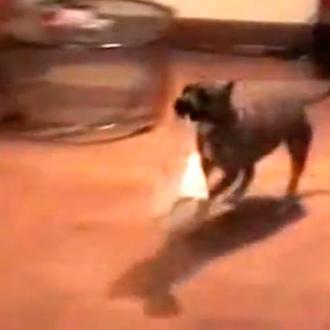 La súper SraPerra, una Pit Bull con muchos talentos