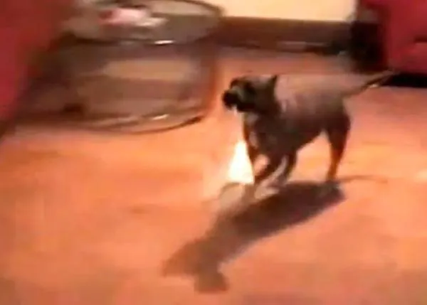 La súper SraPerra, una Pit Bull con muchos talentos