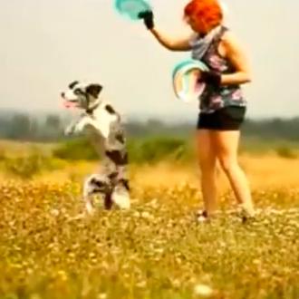 Zoe, la loca del frisbee