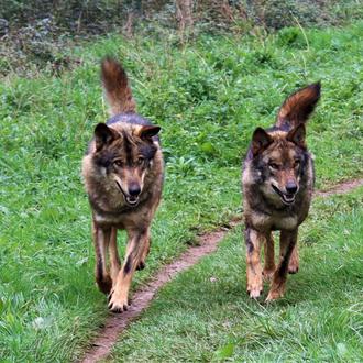 Aullador, Tino y Belmon: los tres lobos ibéricos de La …