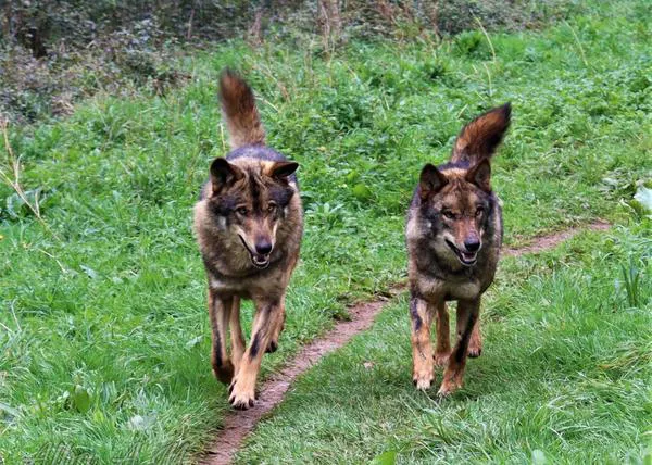 Aullador, Tino y Belmon: los tres lobos ibéricos de La Casa del Lobo a los que podemos conocer (junto a nuestro perro)
