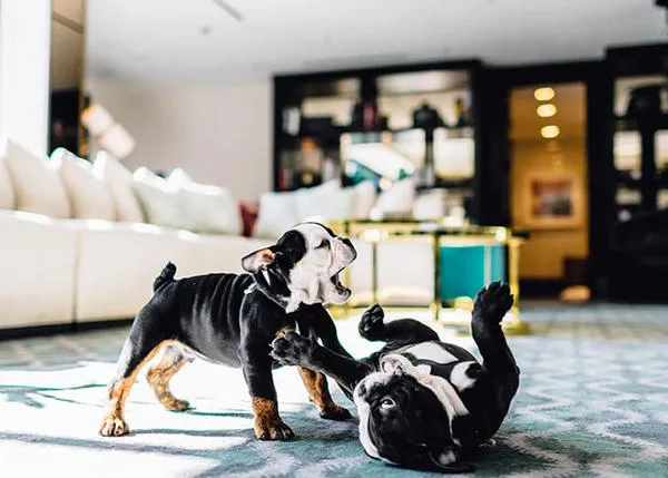 Winston y Churchill: así es la vida de los dos nuevos embajadores perrunos en un lujoso hotel de Beverly Hills