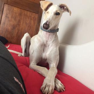 Los perros españoles que aprenden idiomas: finlandés, alemán, inglés, italiano …