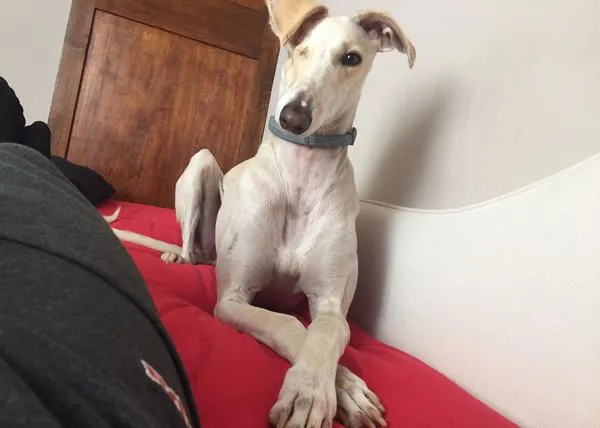 Los perros españoles que aprenden idiomas: finlandés, alemán, inglés, italiano, danés, francés...