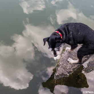 Dios creó al perro: un texto precioso para rendir homenaje …