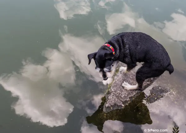 Dios creó al perro: un texto precioso para rendir homenaje a nuestra relación con los canes